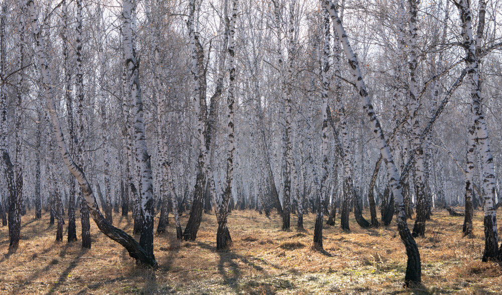 Photograph by Алексей Поликарпов