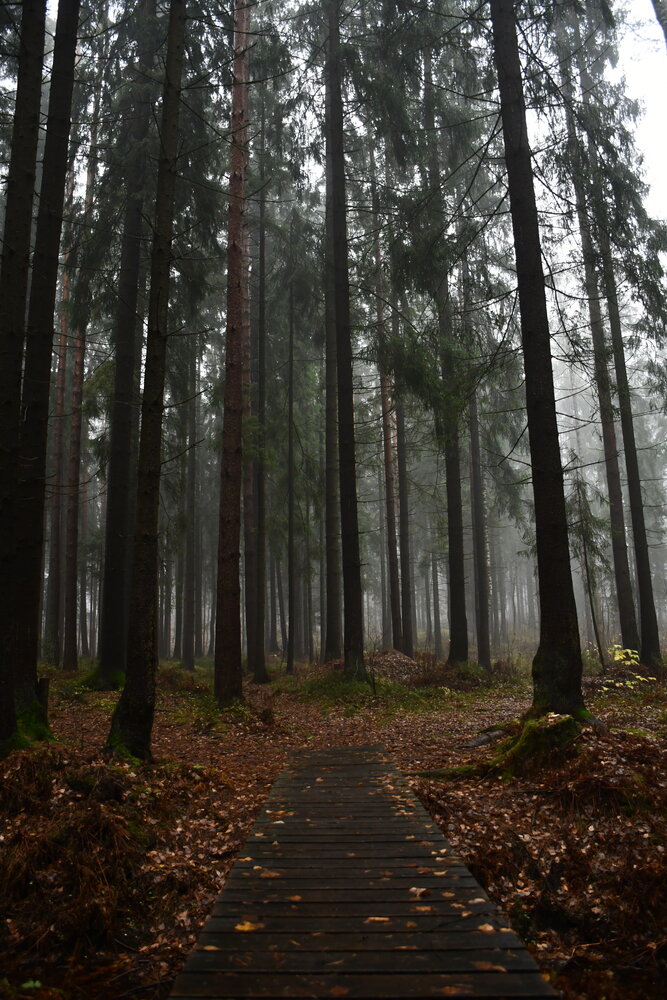 Photograph by Алексей Поликарпов
