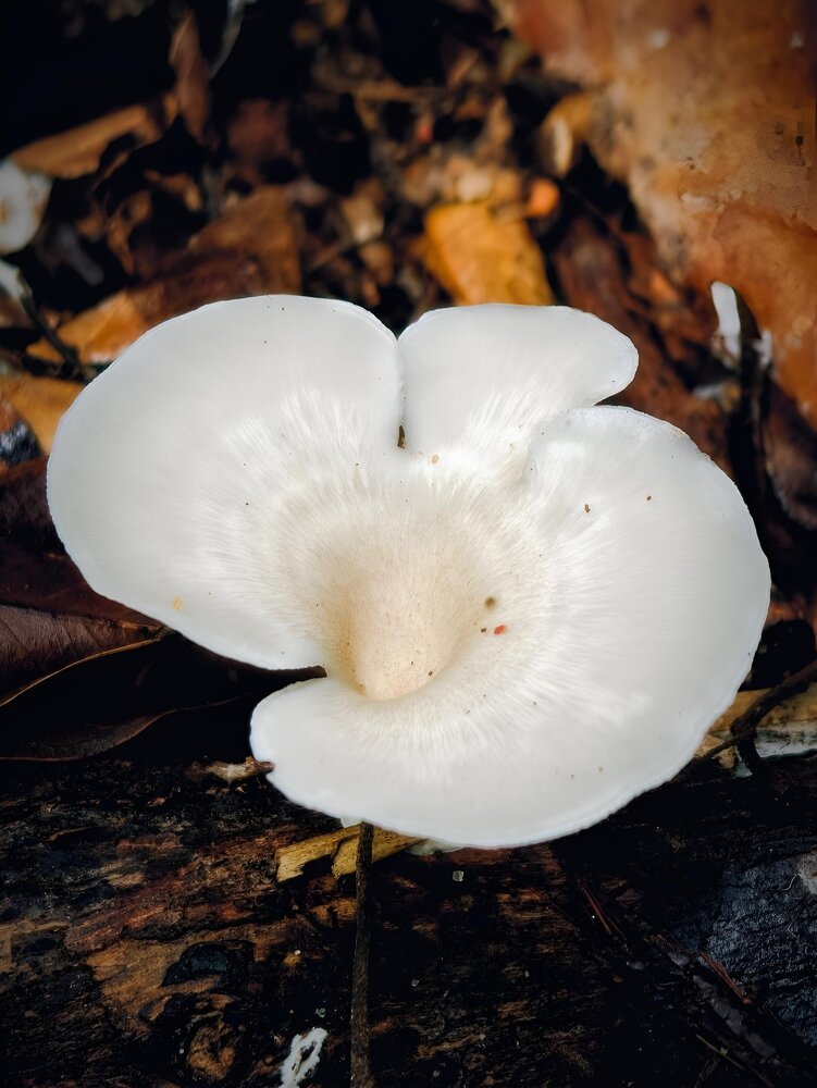 Forest Blossom