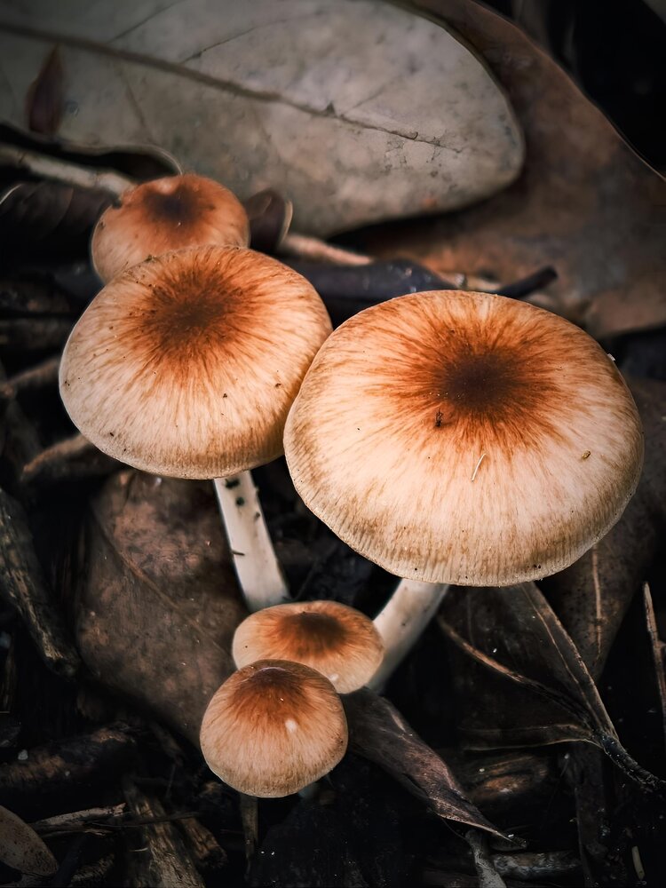 The Gathering