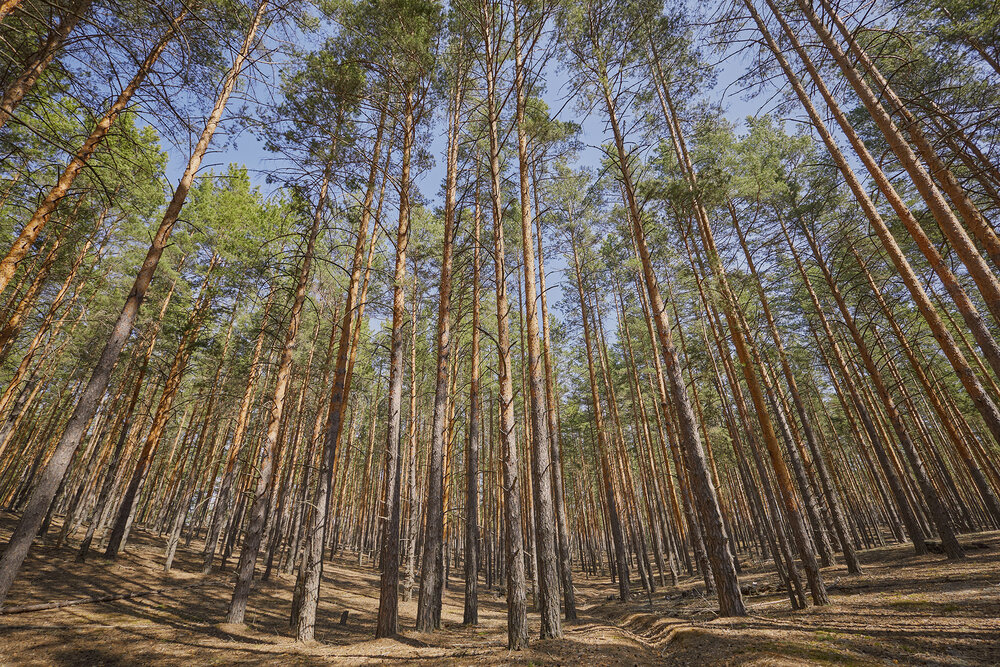 Photograph by Дмитрий Смирнов