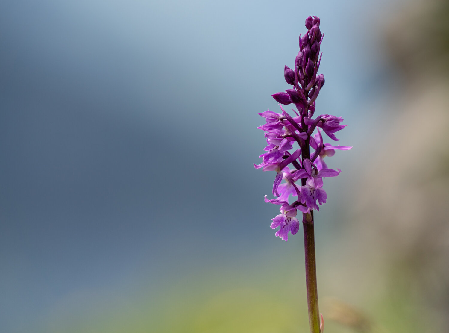 Purple Elegance
