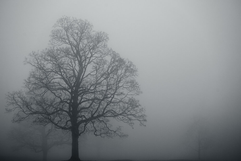 Lost in the Mist