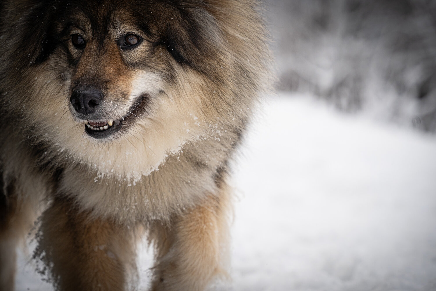Through the Winter Snow