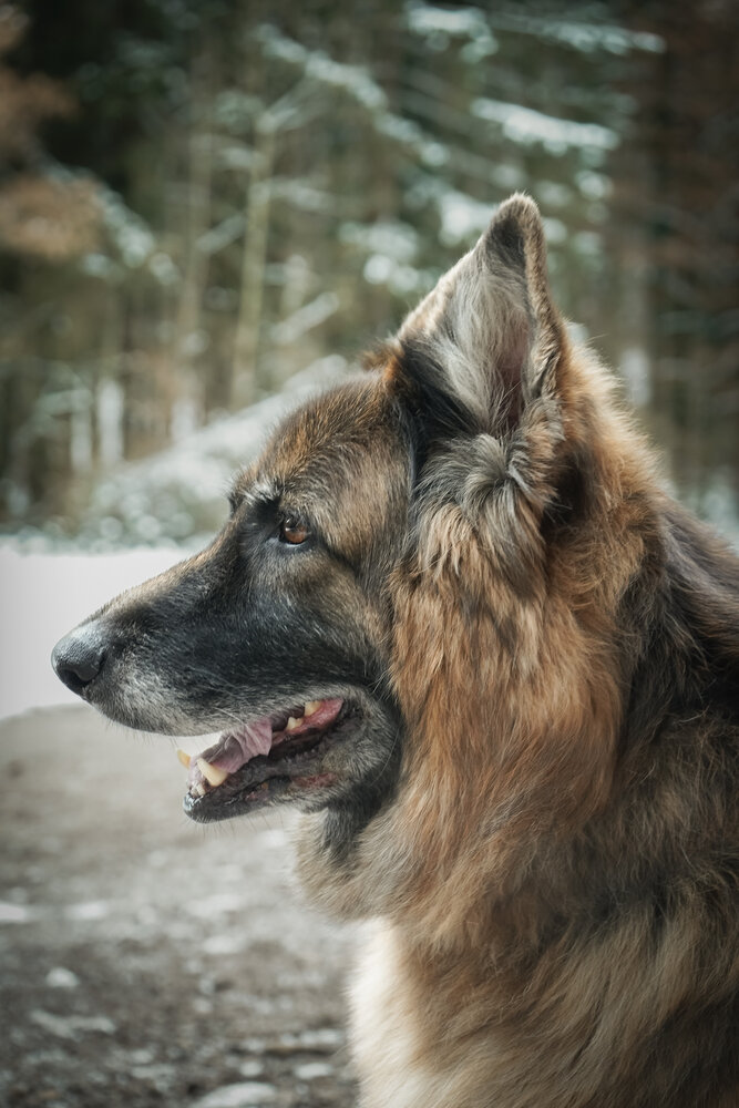 Winter Guardian