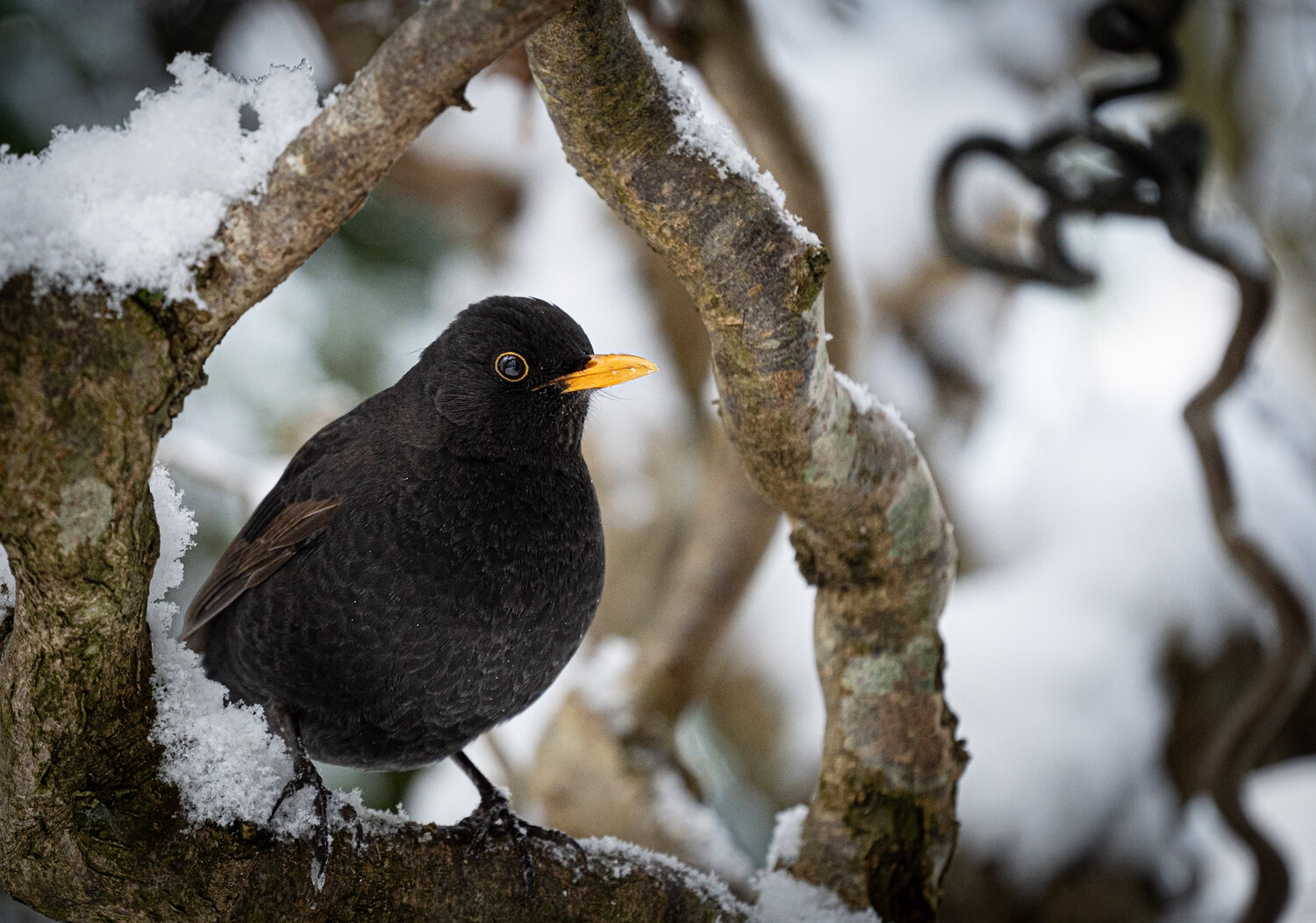 Blackbird in Winter Silence