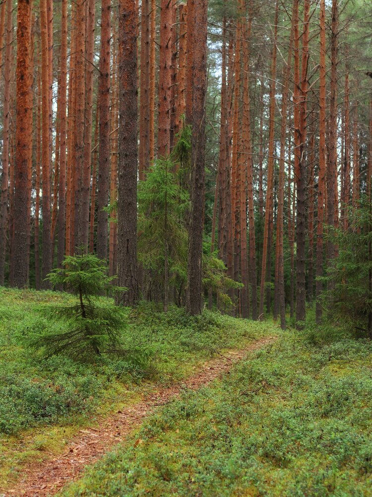 Photograph by Андрей Шестаков