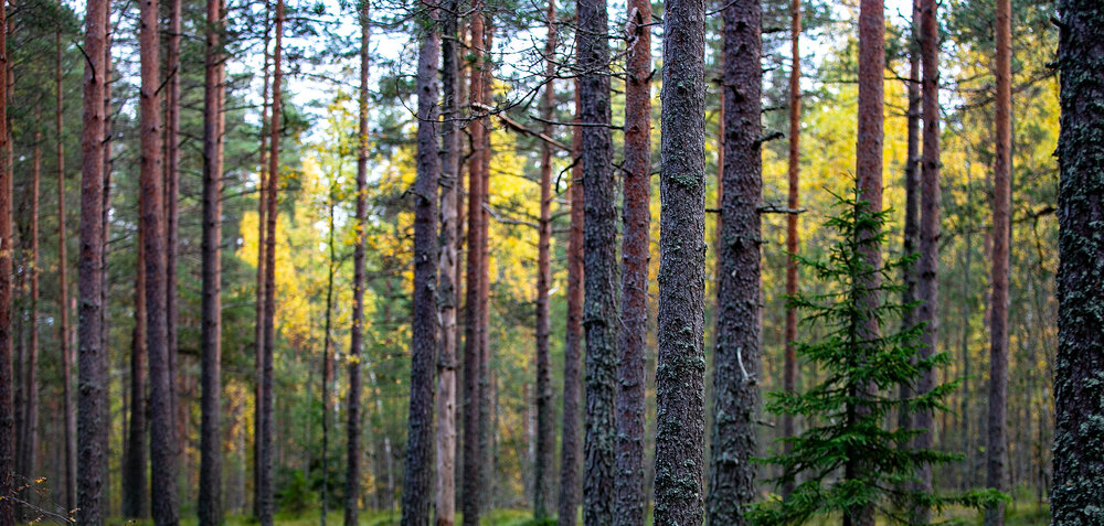 Photograph by Игорь Ротахин