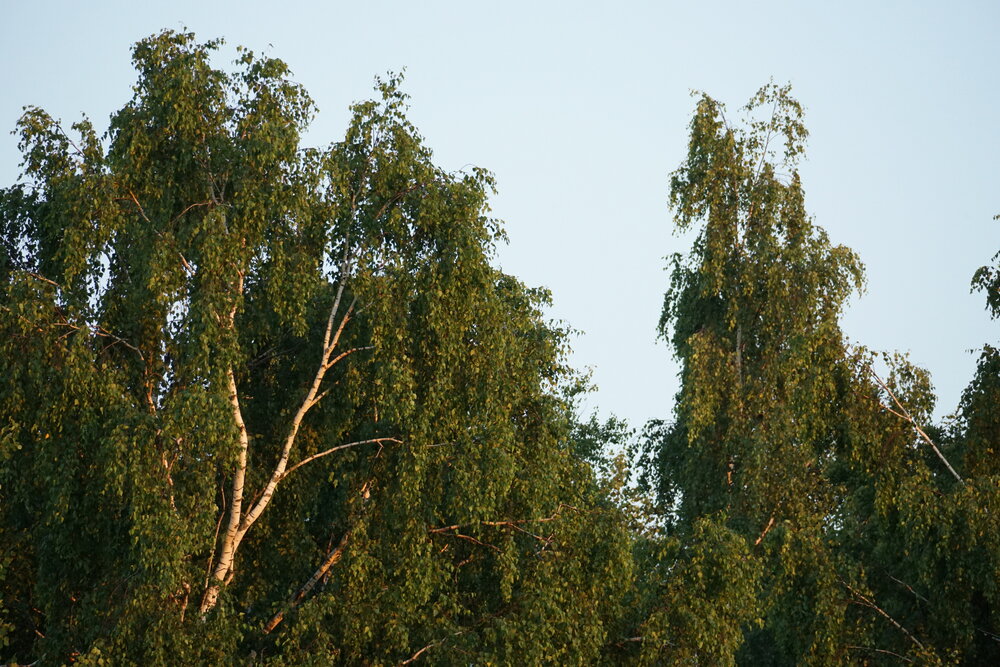 Photograph by Михаил Трусов