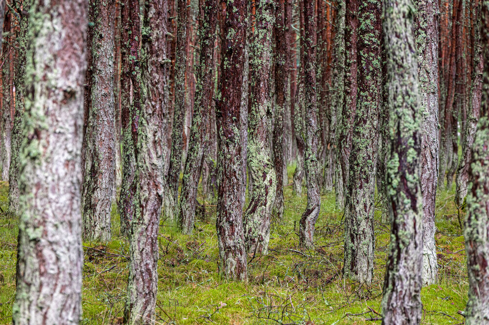 Photograph by Александр Шульга