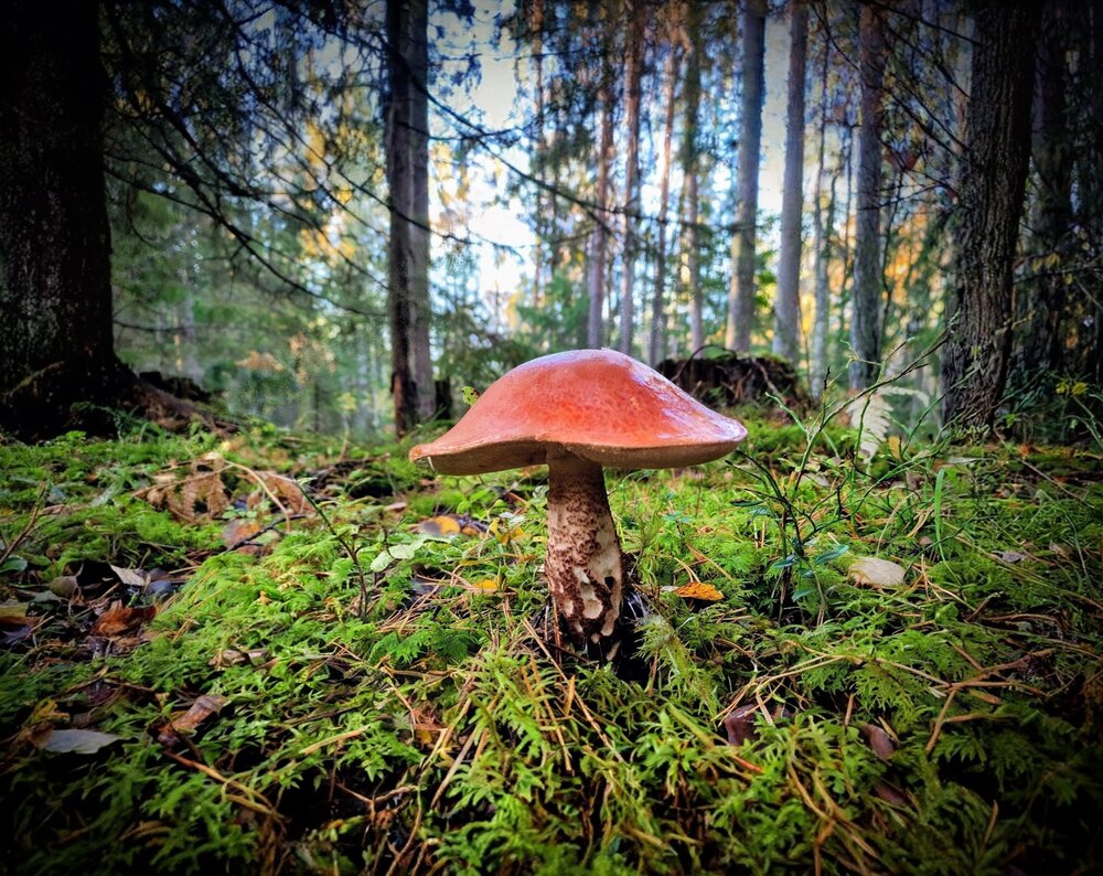 Photograph by Игорь Бахарев