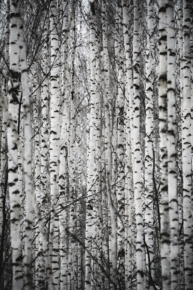 Photograph by Данил Баглаев