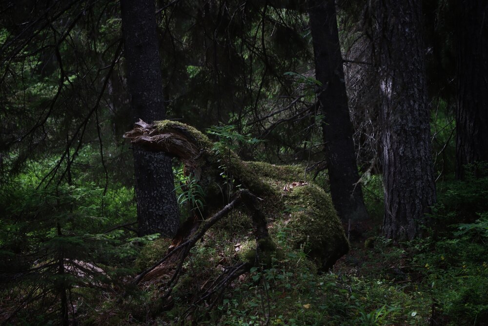 Photograph by Наталья Половая