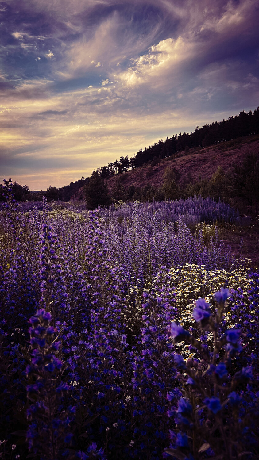 Photo #13771508