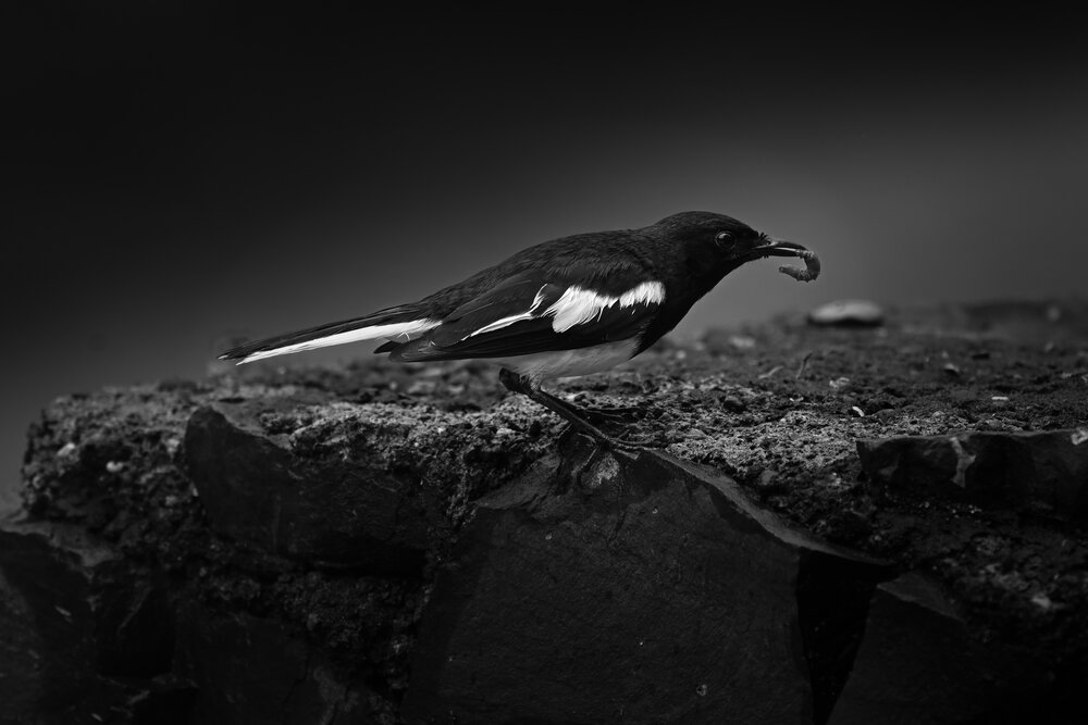 Photograph by Bhavesh Babre
