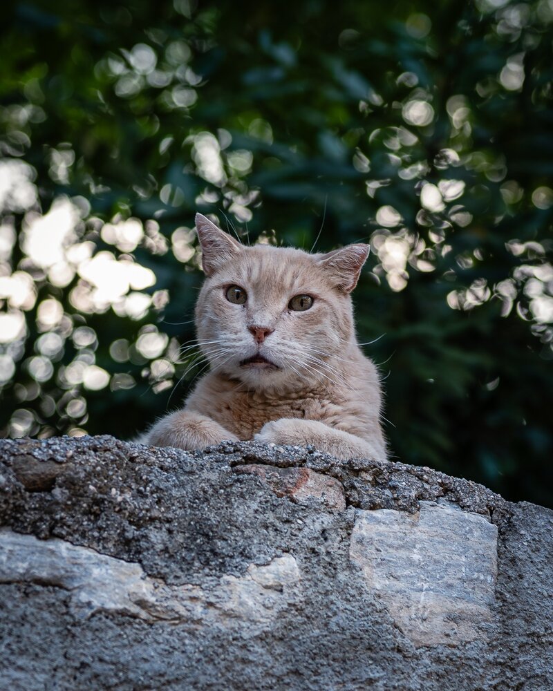 Athens street cat