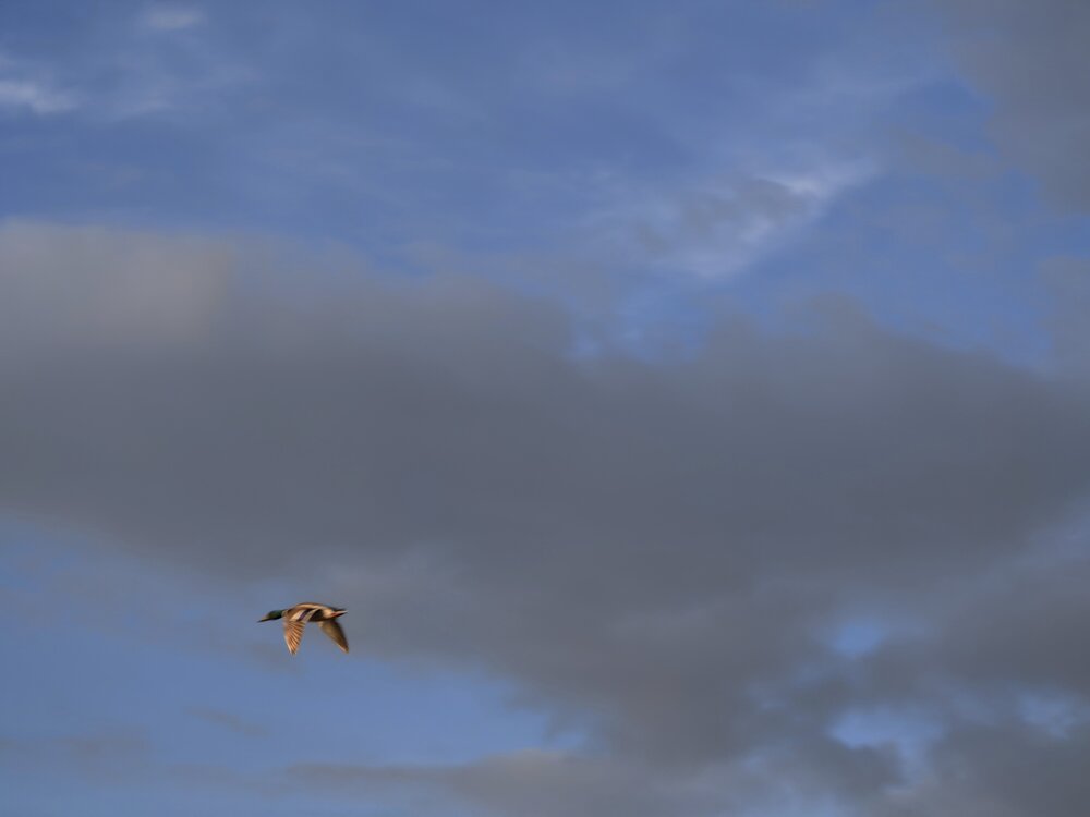 Photo #13771866