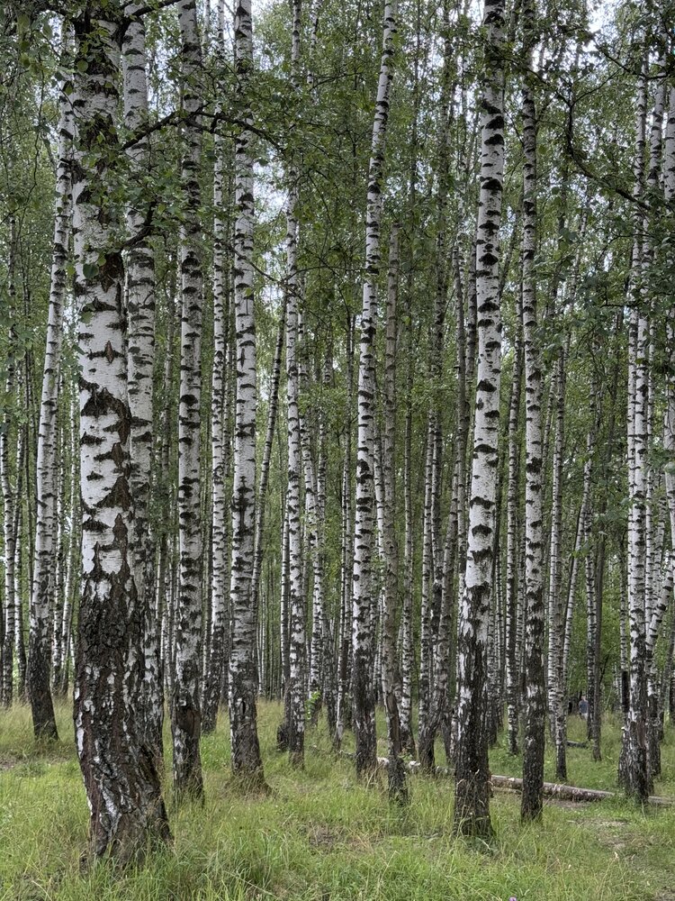 Фотография автора Галина Санчирова