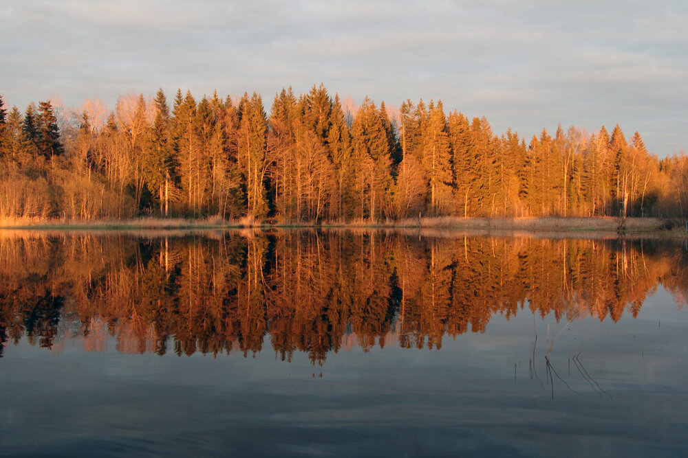 Лес на закате