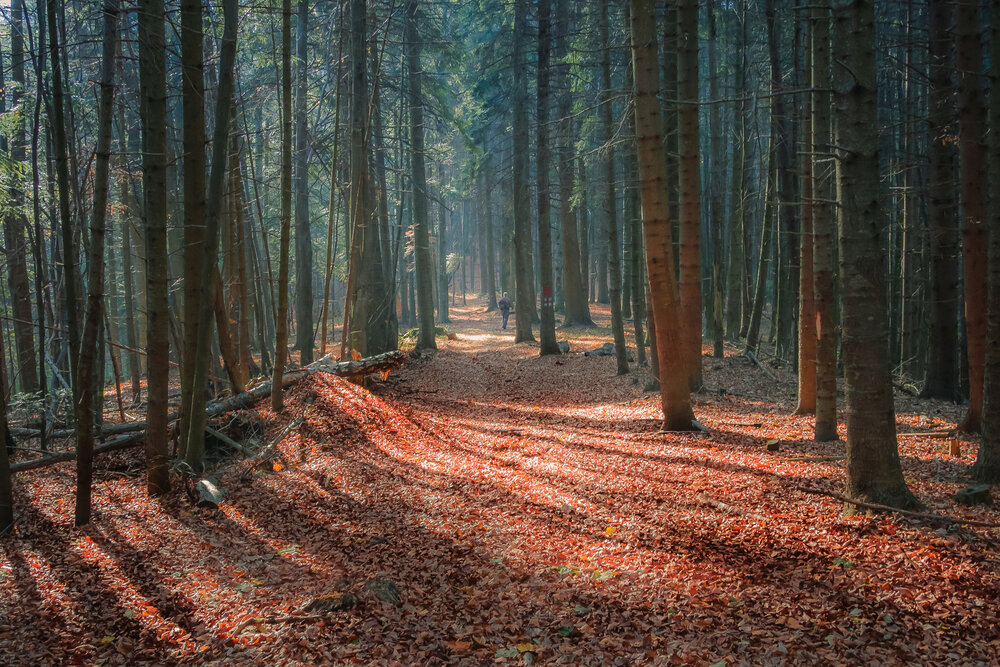 Photograph by Cornelia Ghergut