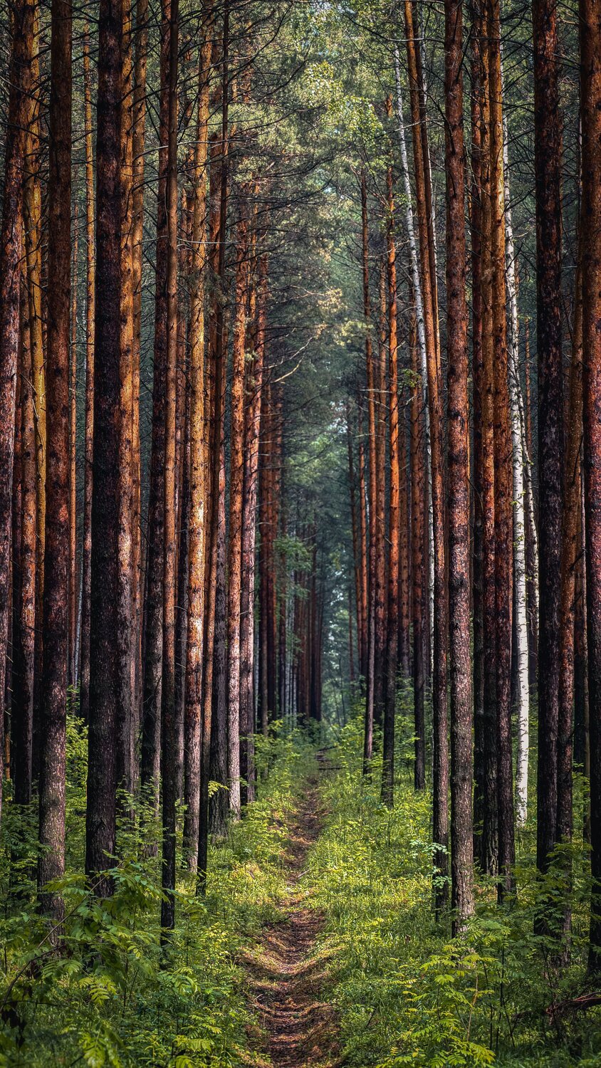 Лес