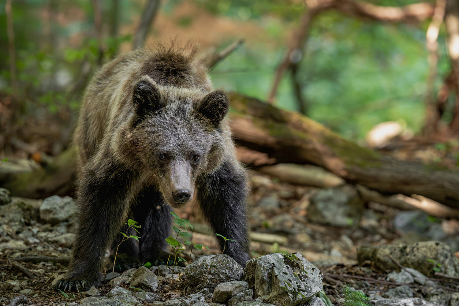 Brown Bear - Ursus arctos