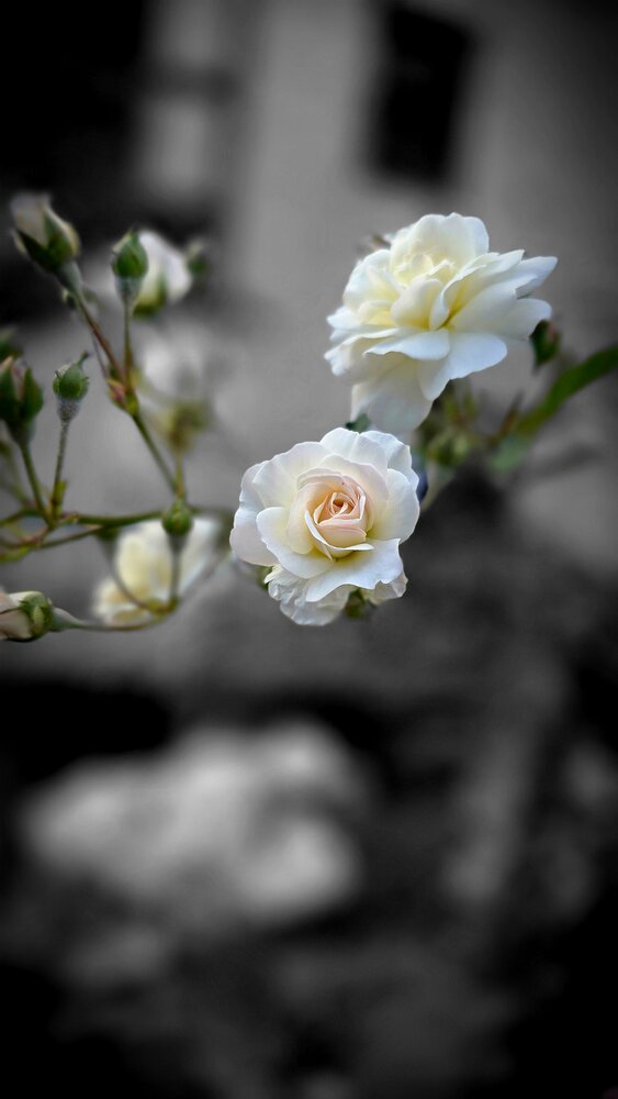Photograph by Rinchen Norbu