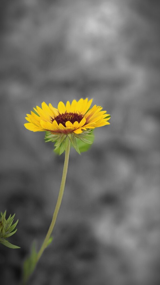 Photograph by Rinchen Norbu