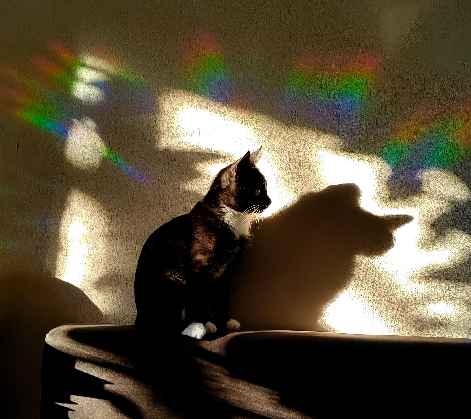 Photo #13773642