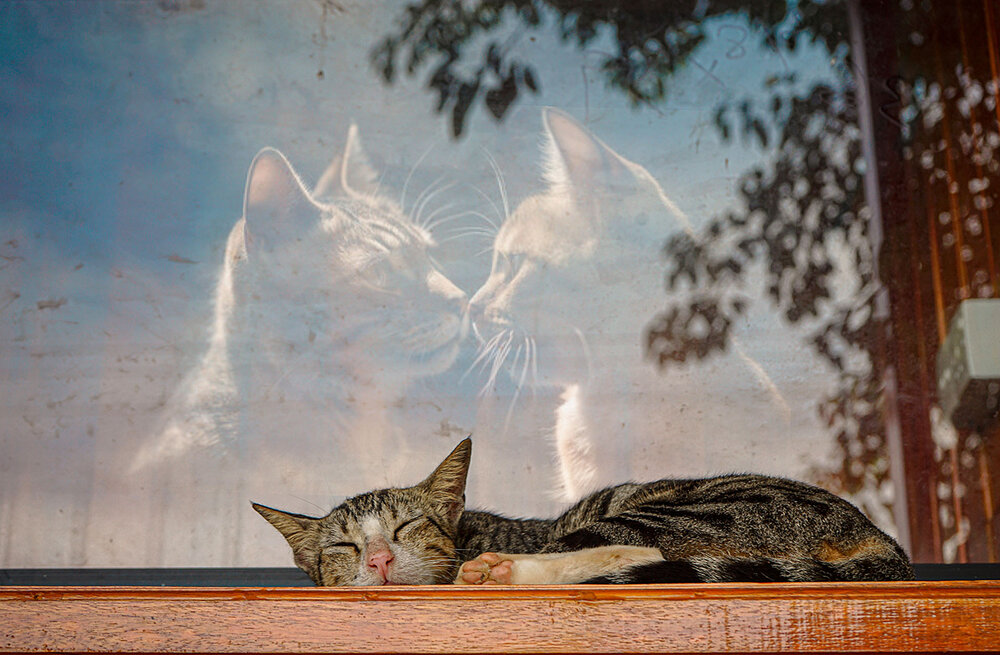 Dream of love