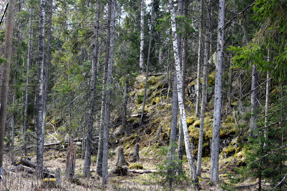 Photo #13774297