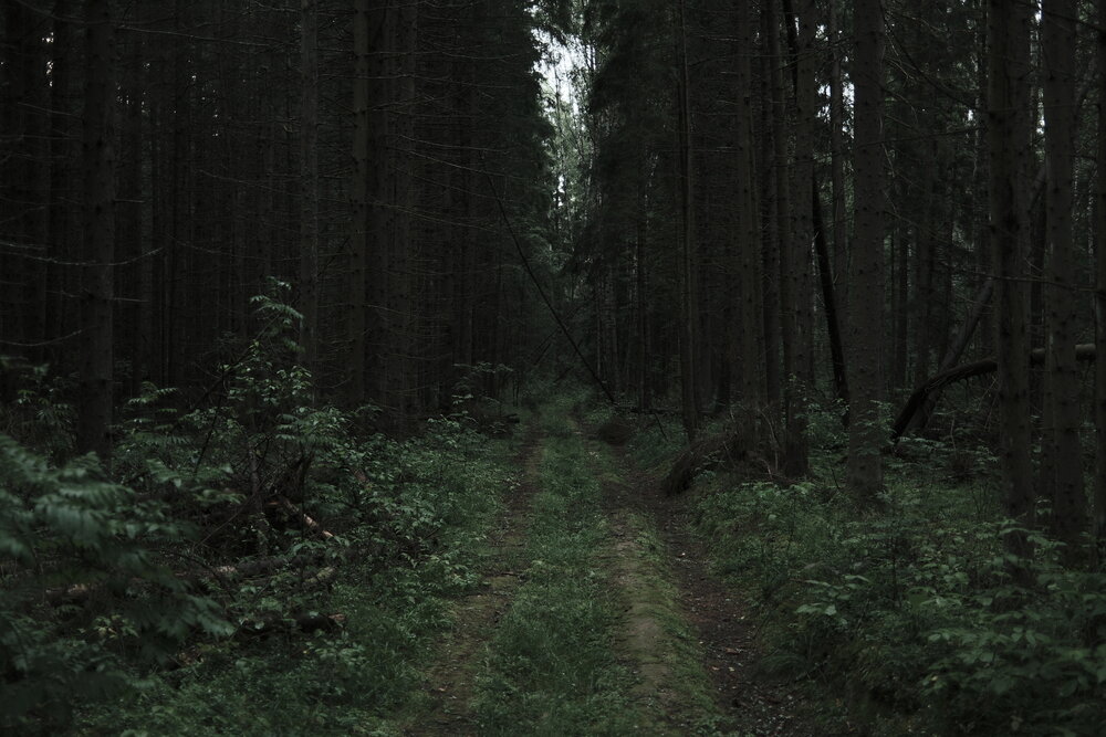 Photo #13774335