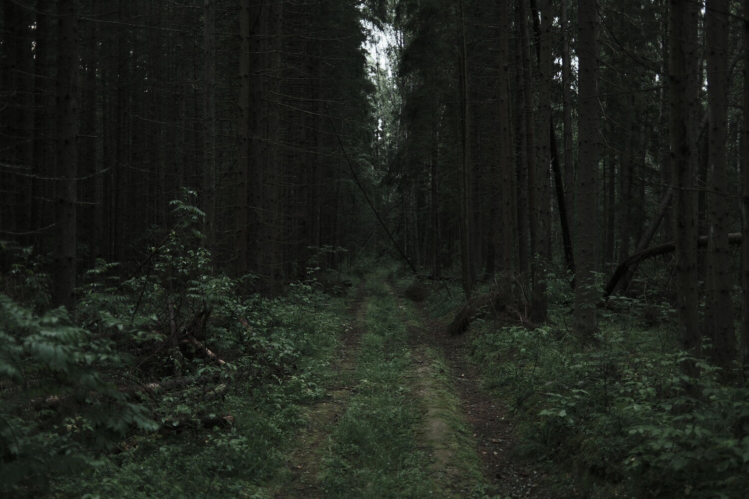 Photo #13774335