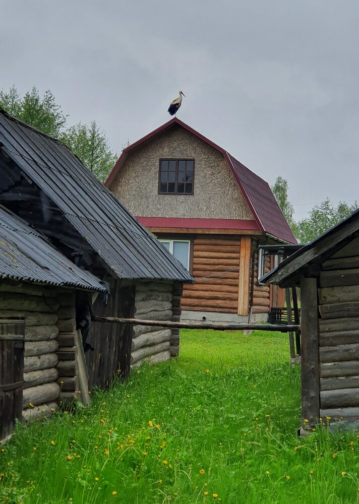 Аист на крыше