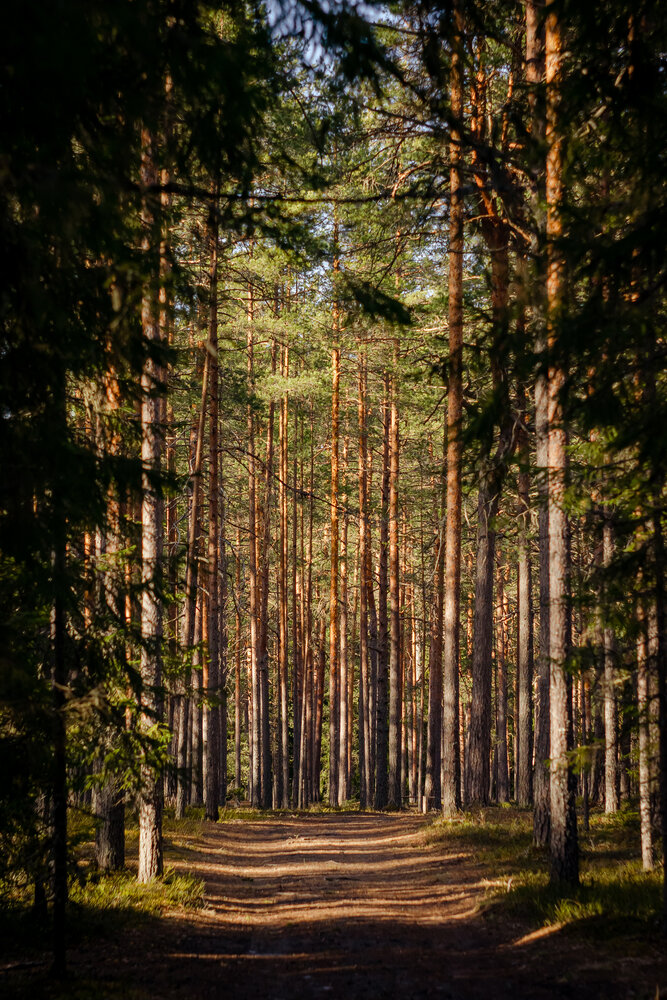 Photograph by Александра Плискова