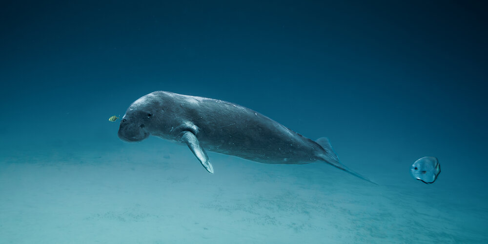 The Silent Grazer