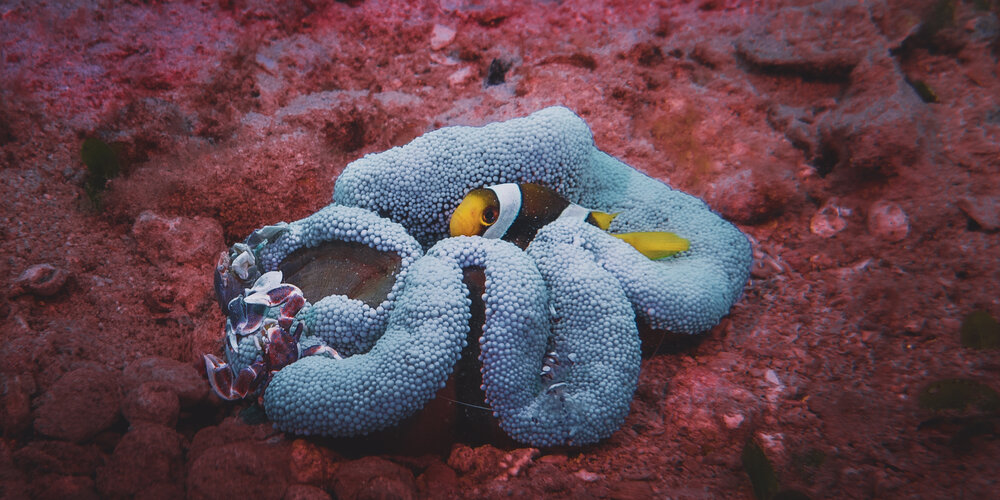Shared Sanctuary