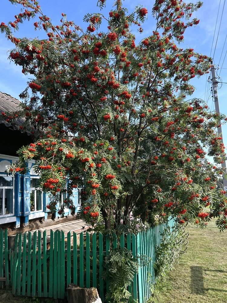 Photograph by Елена Гоосен