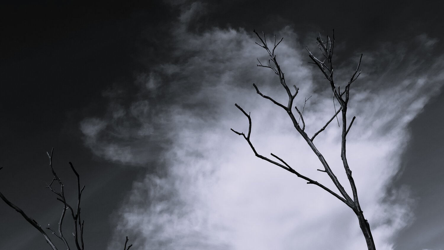 Photo #13774656