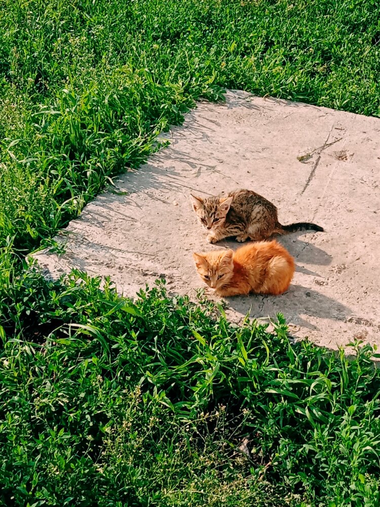 Photo #13774828