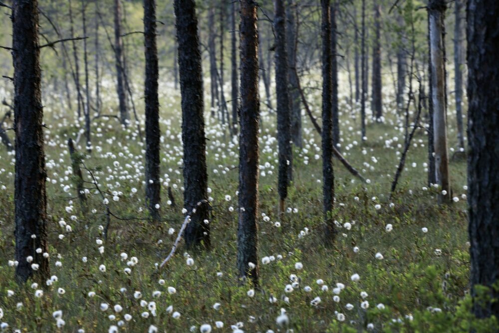 Photograph by Одаренко Ольга