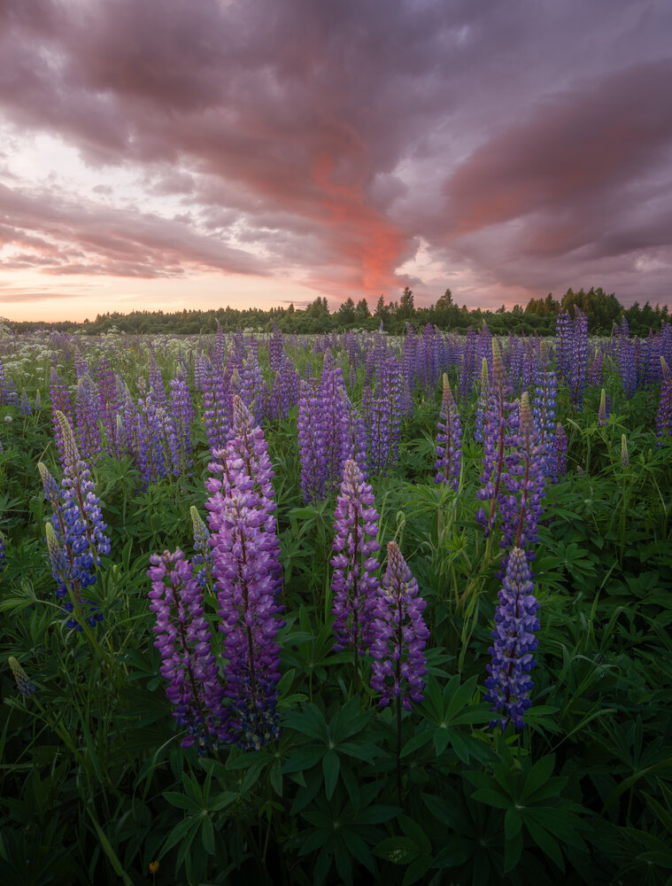 Photograph by Ivan Glinskiy