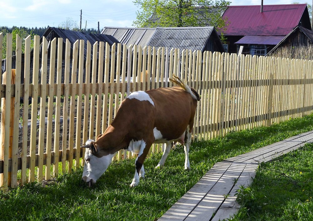 Буренка