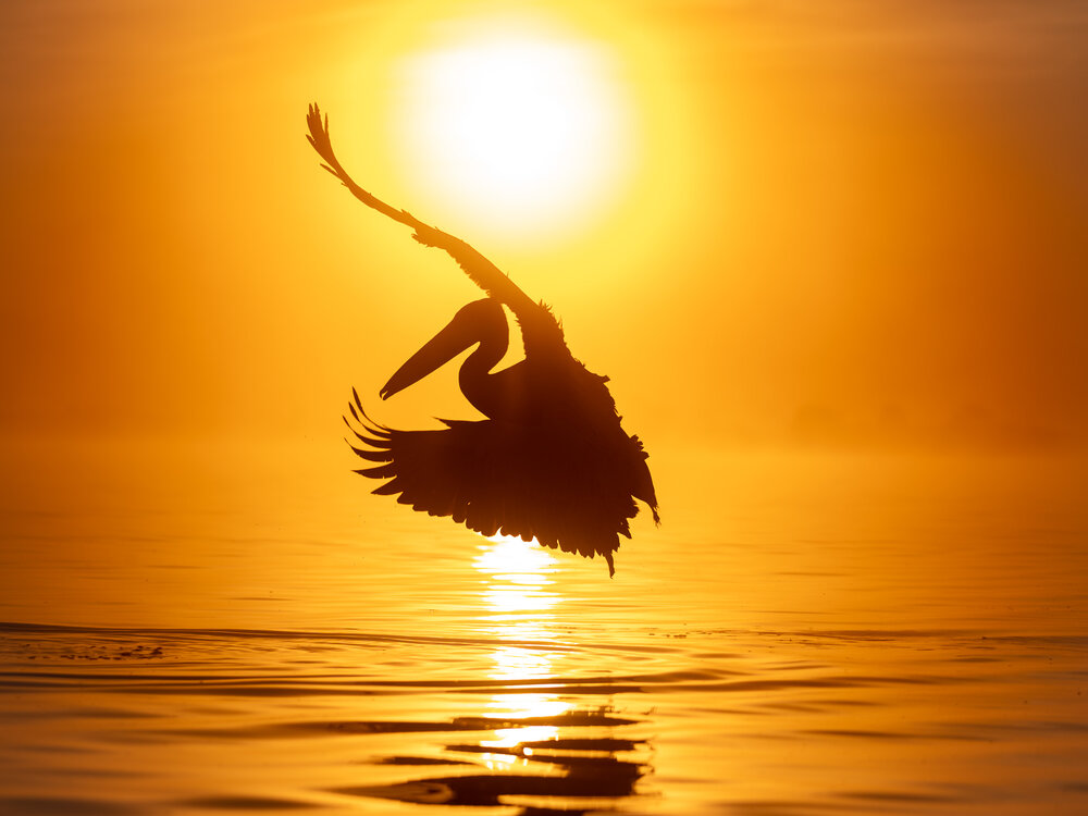 Photograph by Olena Pfister