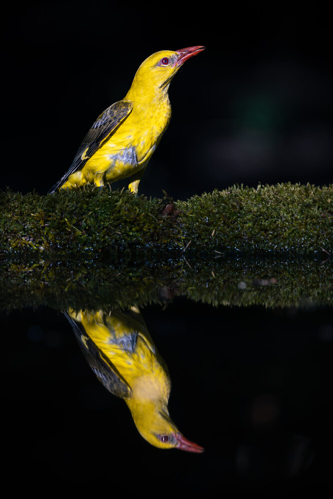 Photograph by Artem Iushin