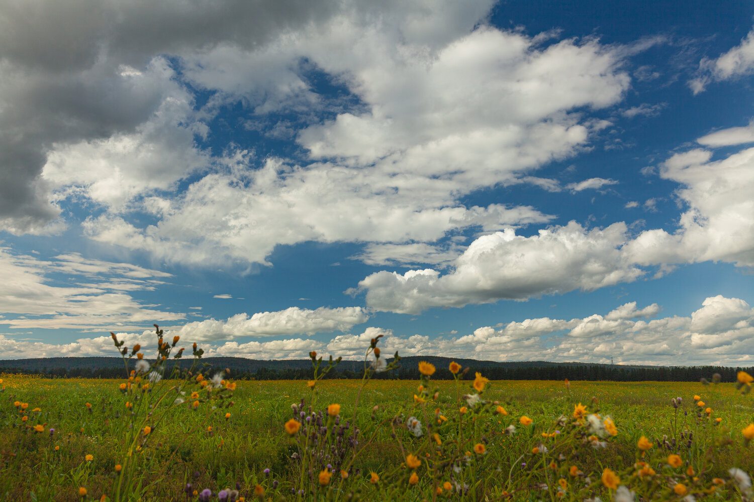 Photo #13775366