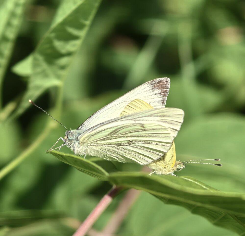 Photograph by Юрий Полушин
