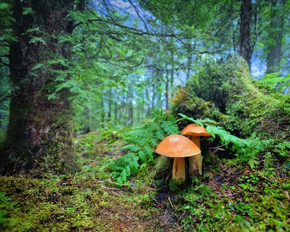 Photograph by Игорь Бахарев