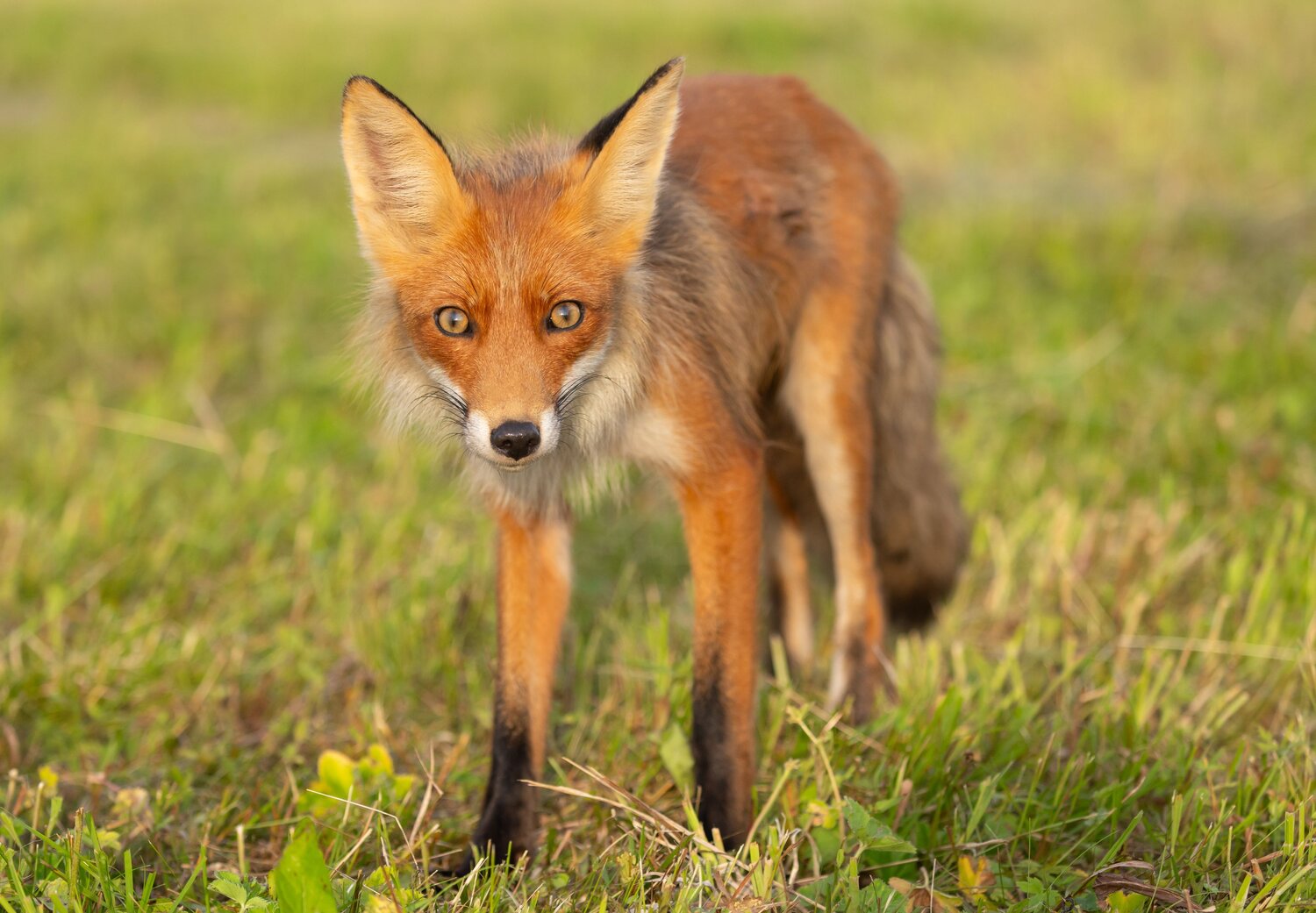 Photo #13775535