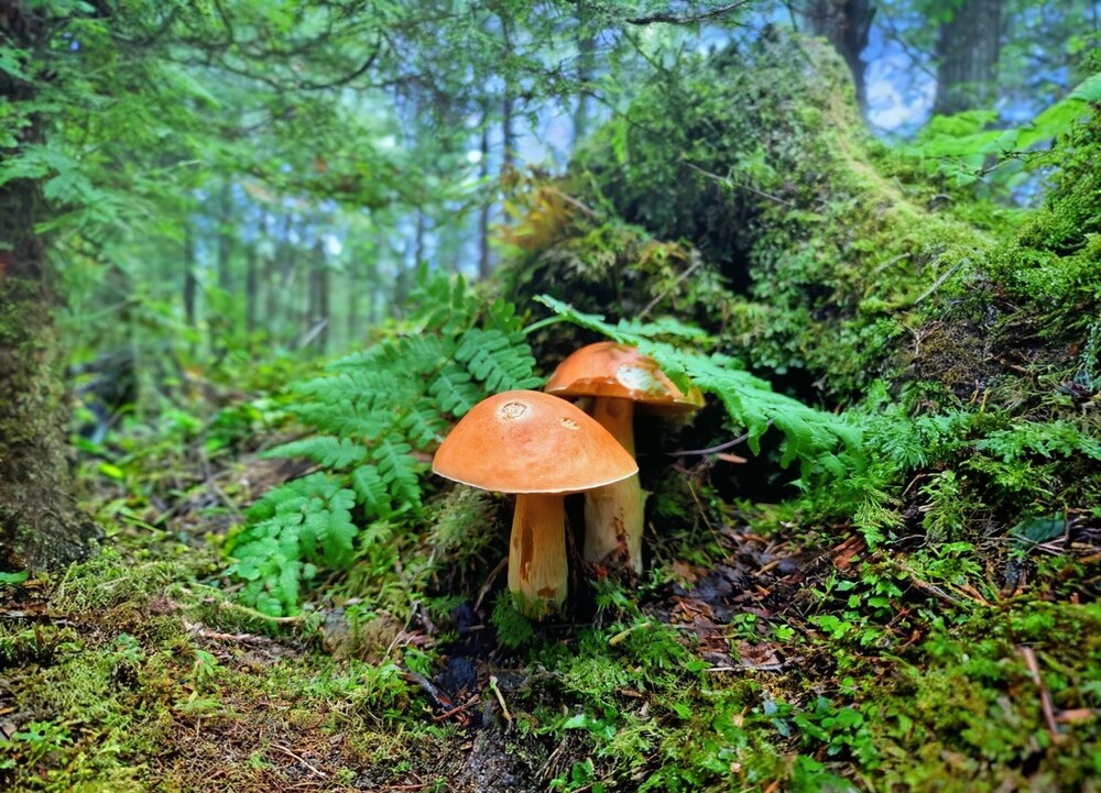Photograph by Игорь Бахарев